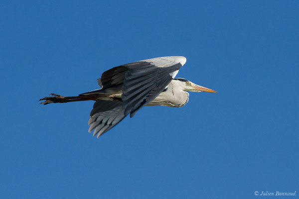 Héron cendré — Ardea cinerea Linnaeus, 1758, (Parc ornithologique de Pont de Gau (13), France, le 20/02/2020)