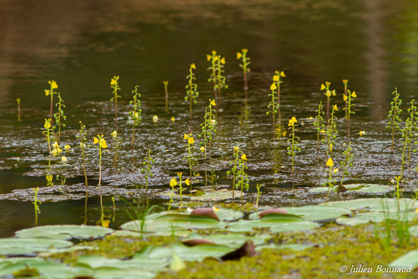 Utricularia foliosa (Macouria, le 26/02/2017)