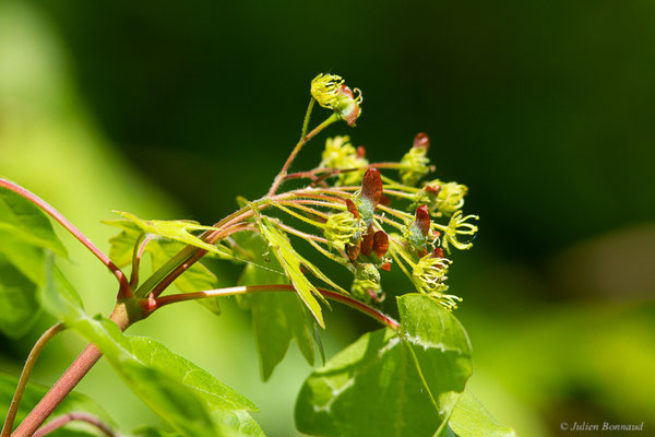 Érable champêtre — Acer campestre L., 1753, (Bours, (65), France, le 03/05/2023)