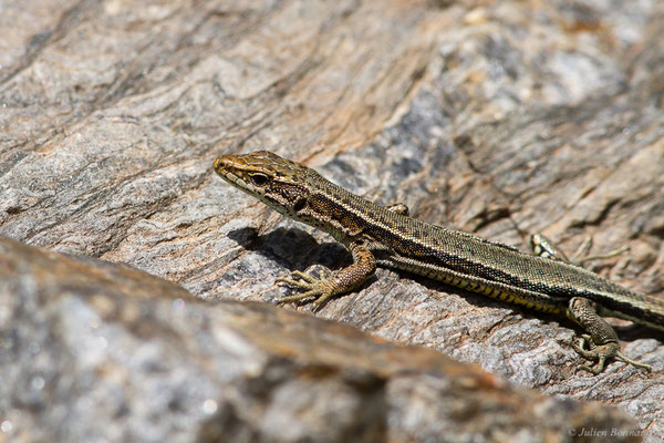 Lézard d'Aurelio — Iberalacerta aurelioi (Arribas, 1994), (Cirque glaciaire de Soulcem, Auzat (09), le 10/07/2023)