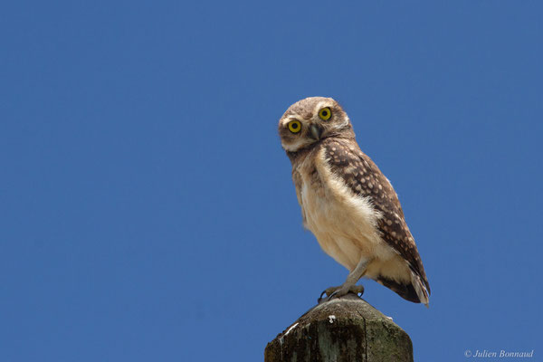 Chevêche des terriers — Athene cunicularia (Molina, 1782), (Mana, Guyane, le 19/08/2016)