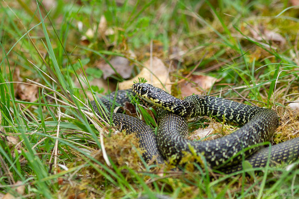 Couleuvre verte et jaune — Hierophis viridiflavus (Lacepède, 1789)
