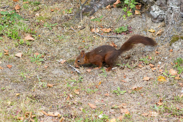 Écureuil roux — Sciurus vulgaris Linnaeus, 1758, (Pau (64), France, le 14/07/2020)