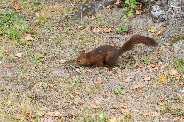 Écureuil roux — Sciurus vulgaris Linnaeus, 1758