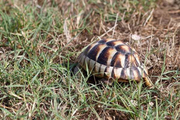 Tortue marginée — Testudo marginata Schoepff, 1793, (juvénile), (animal captif)