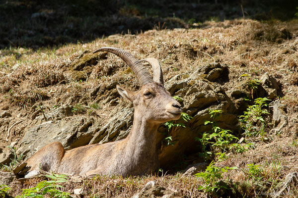 Bouquetin des Alpes – Capra ibex (Pallas, 1777), (femelle adulte) (Parc animalier des pyrénées, Argelès-Gazost (65), France, le 20/08/2022)