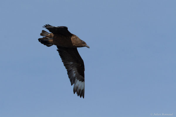 Grand Labbe — Stercorarius skua (Brünnich, 1764), (Saint-Jean-de-Luz (64), France, le 17/10/2020)