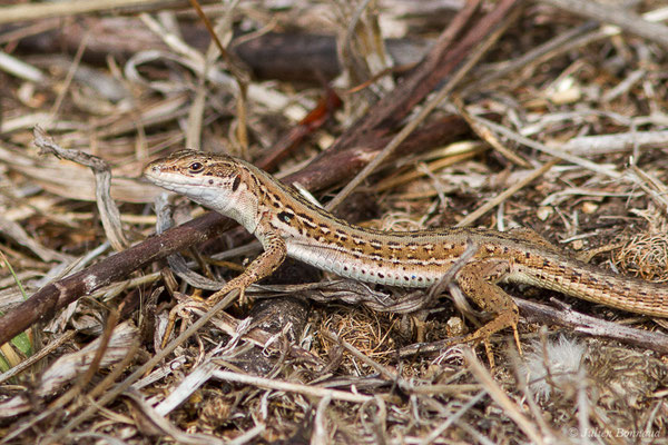 Lézard sicilien, Lézard des ruines — Podarcis siculus (Rafinesque-Schmaltz, 1810), (femelle adulte) (Poticcio (2A), France, le 01/09/2019)