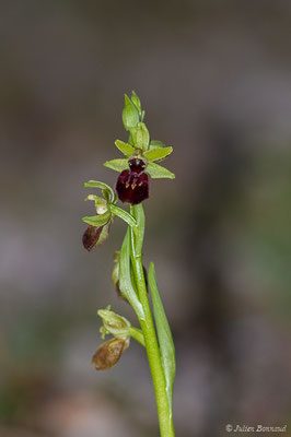 Ophrys araignée ou Oiseau-coquet — Ophrys aranifera Huds., 1778