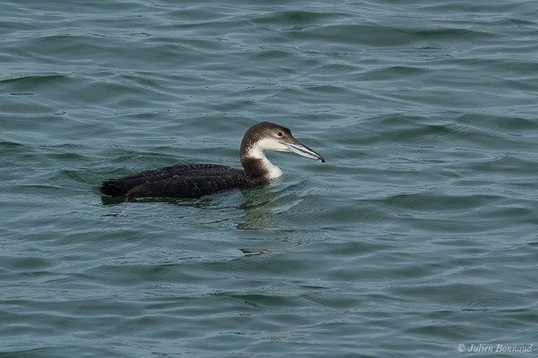 Plongeon imbrin – Gavia immer (Brünnich, 1764), (Baie de Chingoudy, Hendaye, France (64), le 09/02/2019)