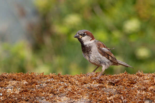 Moineau domestique — Passer domesticus (Linnaeus, 1758), (Anglet (64), France, le 10/08/2024)