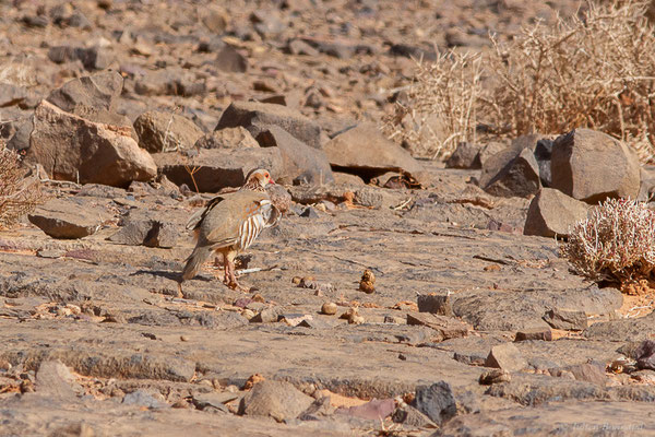 Perdrix gambra — Alectoris barbara (Bonnaterre, 1790),  (Msseyed (Guelmim-Oued Noun), Maroc, le 29/03/2024)