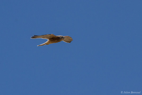 Faucon crécerellette — Falco naumanni Fleischer, JG, 1818, ((Andalousie), Espagne, le 01/08/2020)