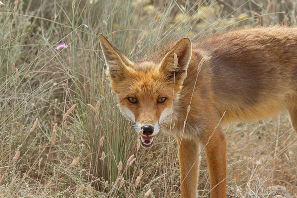 Renard roux — Vulpes vulpes (Linnaeus, 1758), (Parque Natural de las Bardenas, Navarre, Espagne, le 08/06/2022)