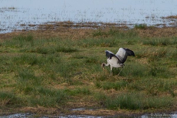 Grue cendrée – Grus grus (Linnaeus, 1758), (réserve des barthes de Saint-Martin-de-Seignanx (64), France, le 19/01/2019)