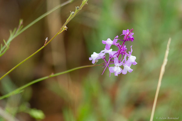 Linaire élégante — Linaria elegans Cav., (Parc naturel du lac de Sanabria (Zamora), Espagne), le 06/07/2022)