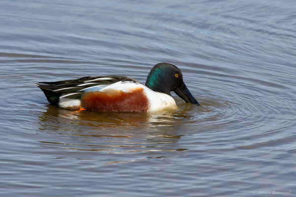Canard souchet — Anas clypeata (Linnaeus, 1758)