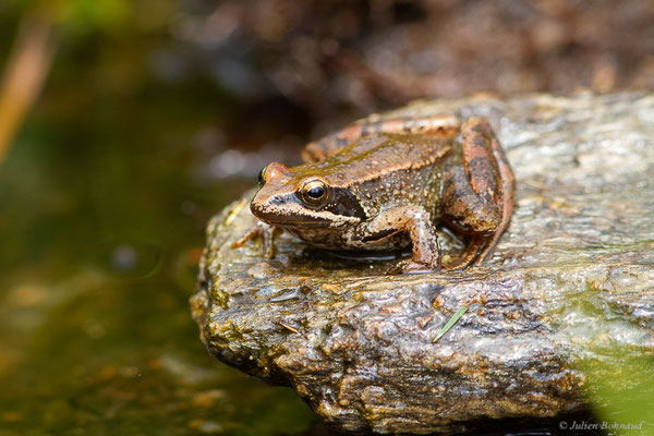 Grenouille Ibérique — Rana iberica Boulenger, 1879