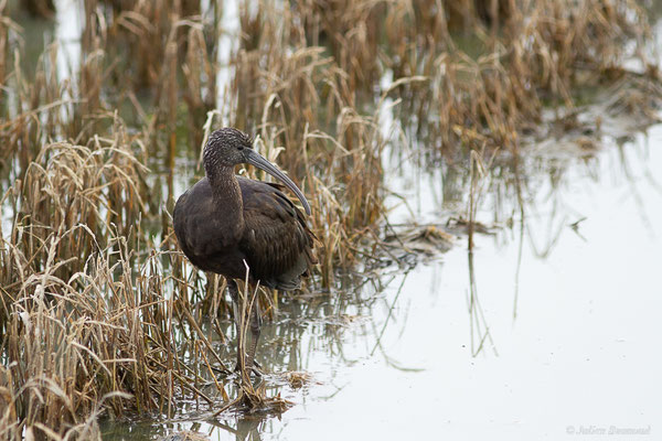 Ibis falcinelle — Plegadis falcinellus (Linnaeus, 1766), (Parc Naturel du Delta de l'Ebre (Catalogne), Espagne, le 05/02/2022)