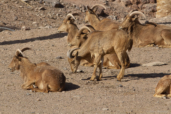 Mouflon à manchettes – Ammotragus lervia (Pallas, 1777), (Oasis Park, Fuerteventura, (Iles Canaries, Espagne), le 16/02/2022)