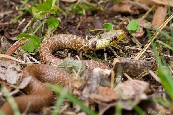 Couleuvre d'Esculape — Zamenis longissimus (Laurenti, 1768)