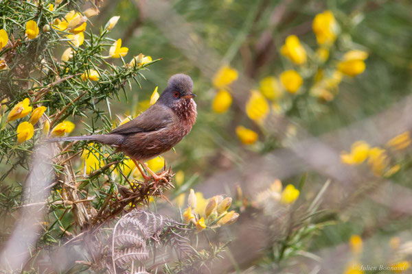 Fauvette pitchou — Curruca undata (Boddaert, 1783), (Saint-Martin-d'Oney (40), France, le 17/04/2025)