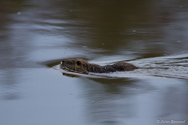 Ragondin — Myocastor coypus (Molina, 1782), (réserve ornithologique du Teich (33), France, le 23/01/2018)