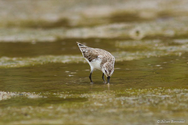 Bécasseau semipalmé — Calidris pusilla (Linnaeus, 1766), (adulte, plumage internuptial) (Route des plages, Remire-Montjoly, Guyane, le 29/03/2017)