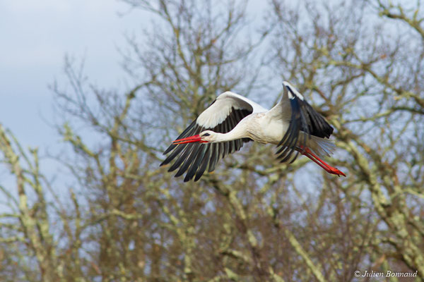 Cigogne blanche — Ciconia ciconia (Linnaeus, 1758), (adulte) (réserve ornithologique du Teich (33), France, le 24/01/2018)
