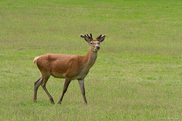 Cerf élaphe — Cervus elaphus Linnaeus, 1758, (La Ferme aux Cerfs, Le Houga (32), France, le 10/05/2023)