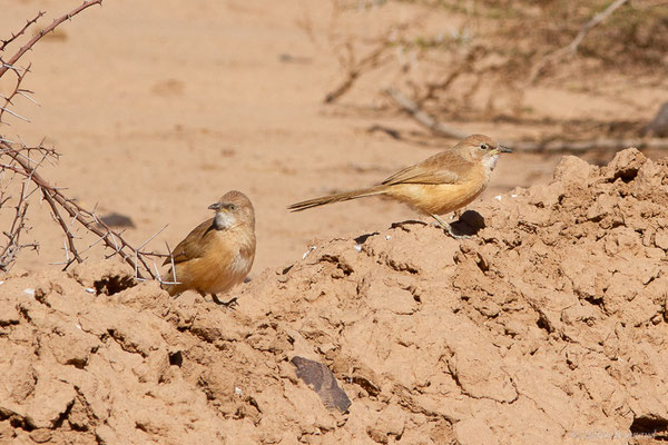 Cratérope fauve — Argya fulva (Desfontaines, 1789), (Tata (Souss-Massa), Maroc, le 08/02/2023)
