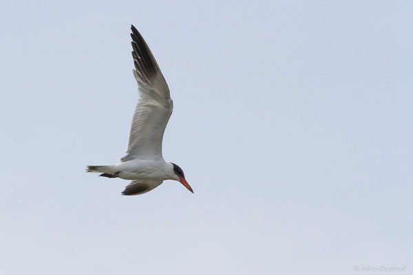 Sterne caspienne — Hydroprogne caspia (Pallas, 1770), (Parc Naturel du Delta de l'Ebre (Catalogne), Espagne, le 05/02/2022)