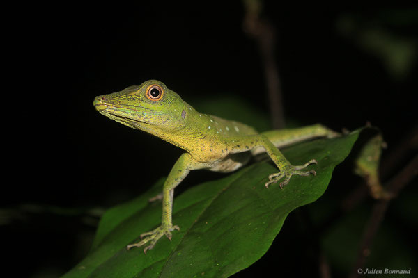Anolis ponctué — Dactyloa punctata (Daudin, 1802), (adulte), (Crique Gervais, Saint-Laurent-Du-Maroni, Guyane, le 17/03/2016)