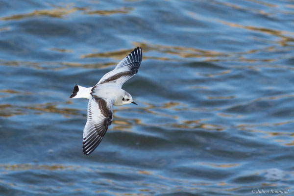 Mouette pygmée — Hydrocoloeus minutus (Pallas, 1776)