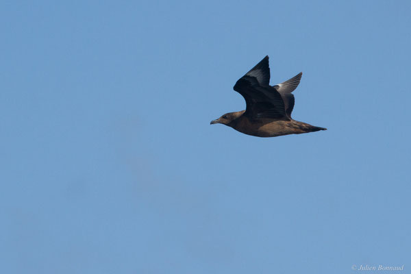 Grand Labbe — Stercorarius skua (Brünnich, 1764), (Saint-Jean-de-Luz (64), France, le 05/10/2019)