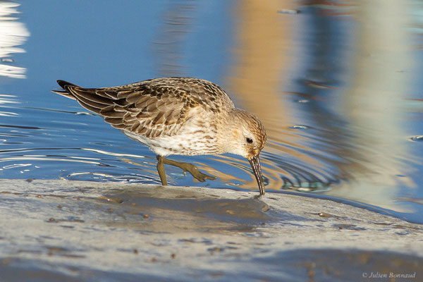 Bécasseau variable — Calidris alpina (Linnaeus, 1758), (Andernos-les-Bains (33), France, le 10/12/2022)