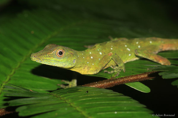 Anolis ponctué — Dactyloa punctata (Daudin, 1802), (adulte), (Crique Gervais, Saint-Laurent-Du-Maroni, Guyane, le 17/03/2016)
