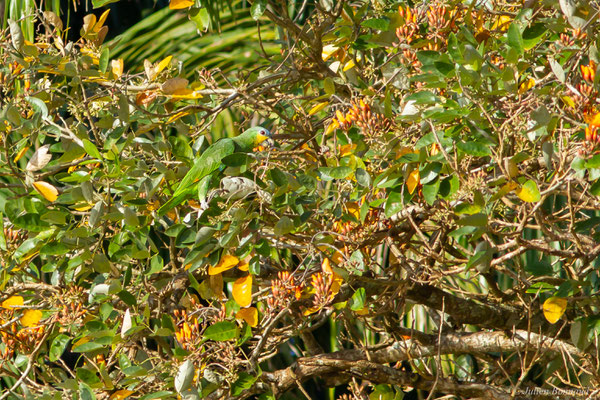 Amazone aourou — Amazona amazonica (Linnaeus, 1766), (Embouchure de l'Approuague, Régina, Guyane, le 11/09/2017)