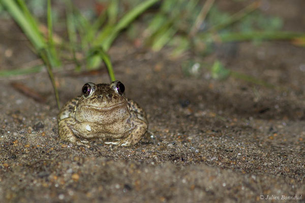 Pélobate cultripède — Pelobates cultripes (Cuvier, 1829), (Tarnos (40), France, le 22/05/2021)