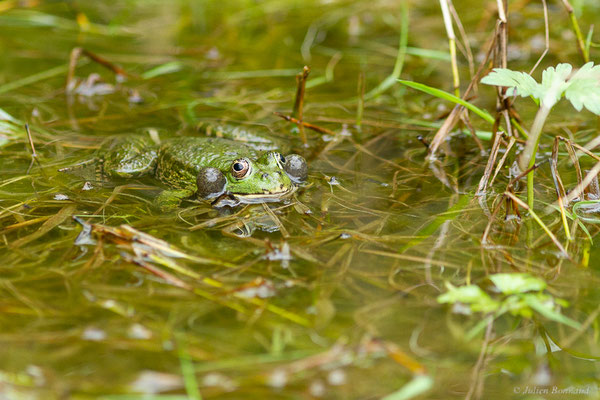 Grenouille de Graf — Pelophylax kl. grafi (Crochet, Dubois, Ohler & Tunner, 1995), (mâle adulte chanteur), (Lons (64), France, le 29/04/2022)