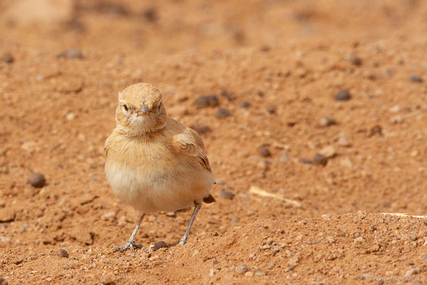 Ammomane élégante — Ammomanes cinctura (Gould, 1839), (Parc national d'Iriqui (Souss-Massa-Draâ, Guelmim-Es Semara), Maroc, le 12/02/2023)