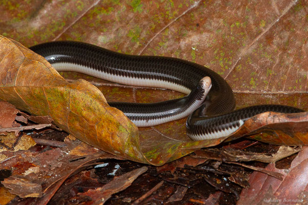 Typhlops réticulé — Amerotyphlops reticulatus (Linnaeus, 1758), (Montsinéry, Guyane, le 13/04/2017)