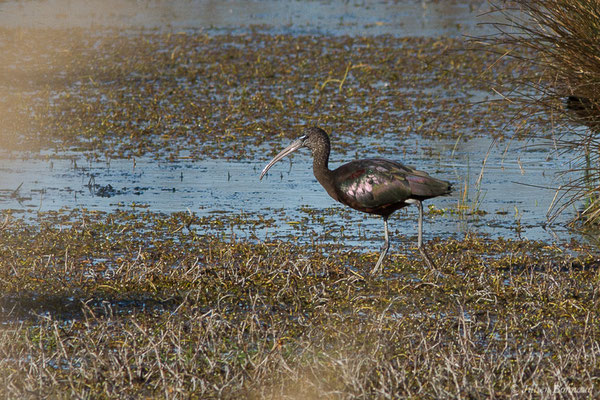 Ibis falcinelle — Plegadis falcinellus (Linnaeus, 1766), (Marais du Vigueirat (13), France, le 18/02/2020)