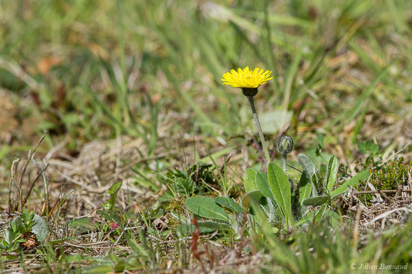 Piloselle — Pilosella officinarum FWSchultz & Sch.Bip., 1862, (Lacq (64), France, le 20/03/2019)