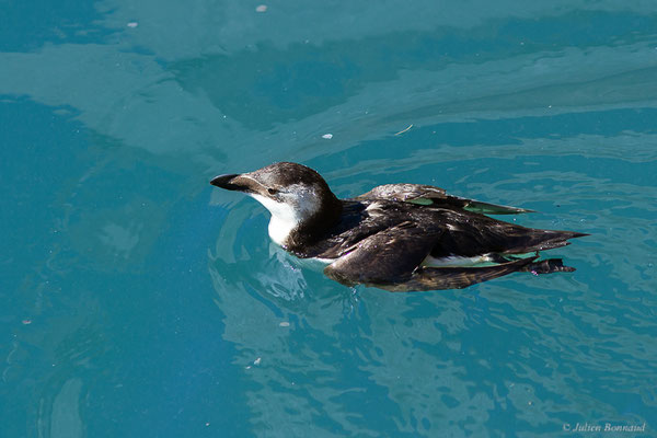 Pingouin torda — Alca torda Linnaeus, 1758, (Essaouira (Marrakech-Safi), Maroc, le 24/01/2023)