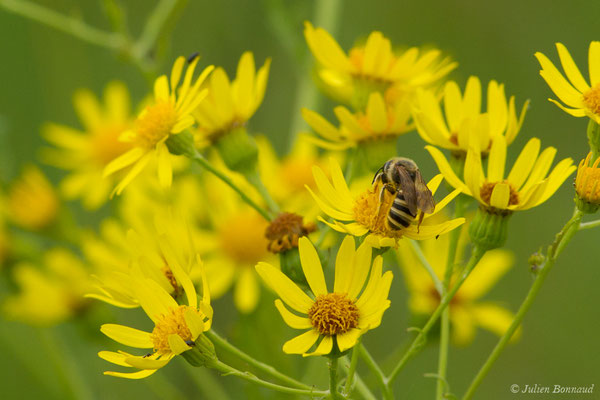 Halictus (Seladonia) subauratus (femelle) (réservoir de La Barne, Jû-Belloc (32), France, le 29/05/2018)