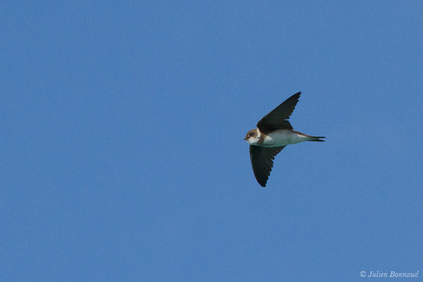 Hirondelle de rivage (Riparia riparia) (Pontonx-sur-l'Adour (40), France, le 10/06/2020)