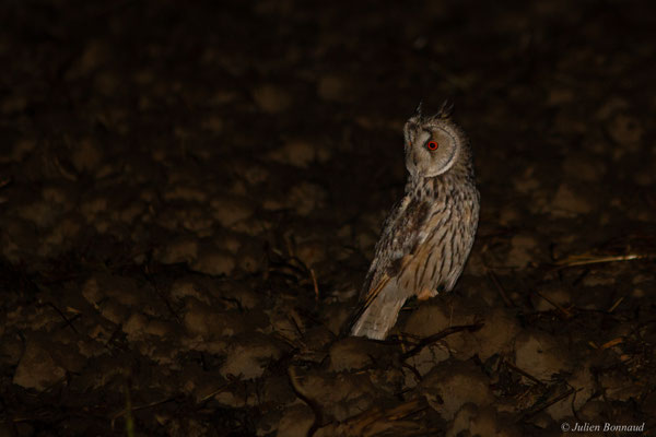 Hibou moyen-duc — Asio otus (Linnaeus, 1758)