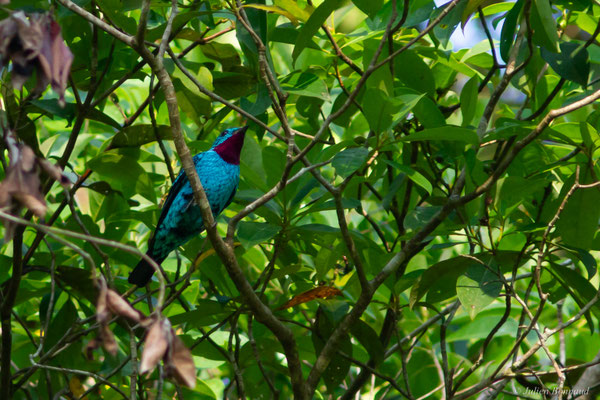 Cotinga de Cayenne — Cotinga cayana (Linnaeus, 1766)