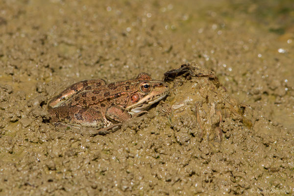 Grenouille de Pérez — Pelophylax perezi (Seoane, 1885), (Sagres (Vila do Bispo), (Algarve), Portugal, le 03/09/2018)